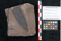 Foto (Objekt + Etikett) von Sapotacites sideroxyloides Ettingshausen (NHMW-GEO-2024-0188-8014)